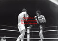 Boxing Photo #815 - Sugar Baby Rojas vs. Gabriel Sepulveda