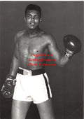 Boxing Photo #818 - Muhammad Ali (Postcard)