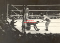 Jack Dempsey vs. Luis Angel Firpo - 17x11 Boxing Photograph